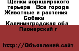 Щенки йоркширского терьера - Все города Животные и растения » Собаки   . Калининградская обл.,Пионерский г.